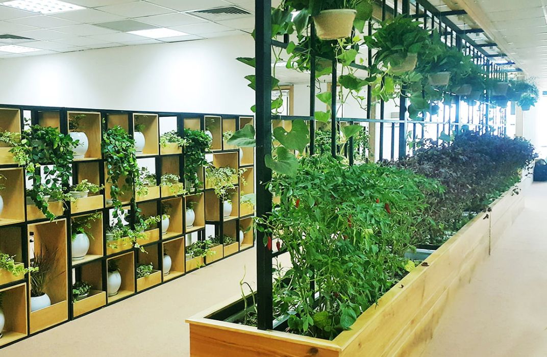 5 mẹo nhỏ - giữ cây xanh tốt nơi văn phòng