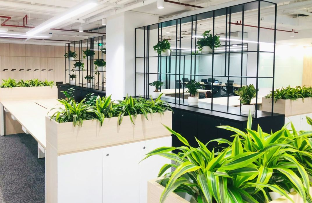 5 mẹo nhỏ - giữ cây xanh tốt nơi văn phòng