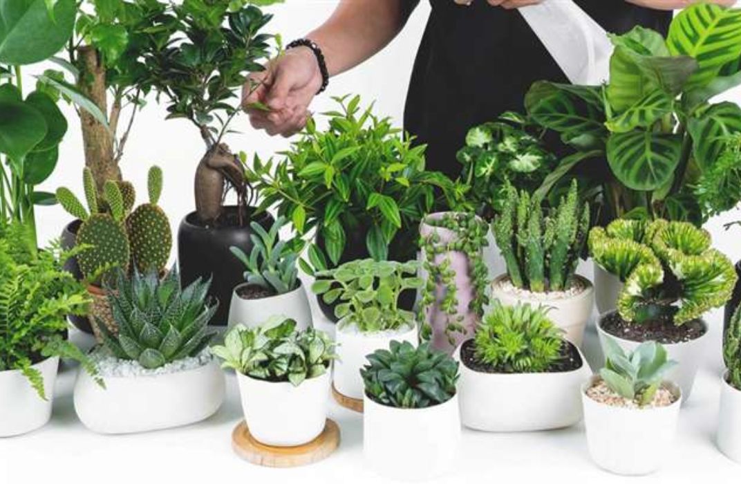 5 mẹo nhỏ - giữ cây xanh tốt nơi văn phòng