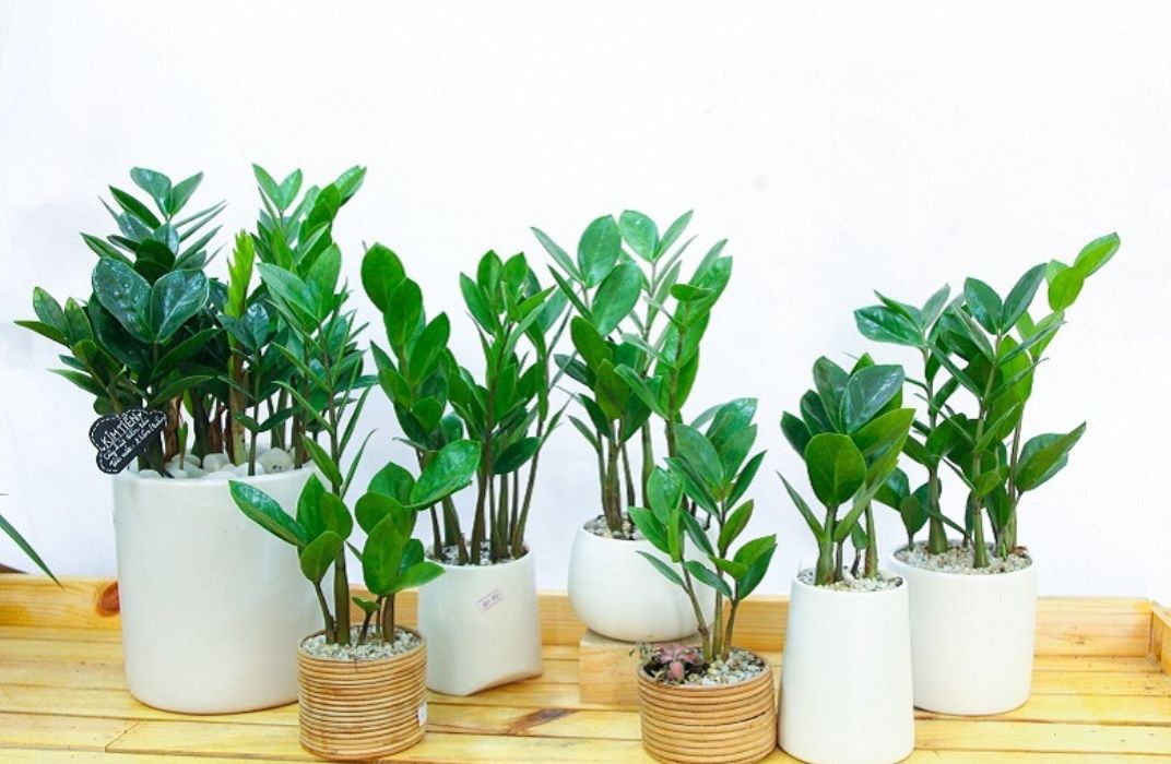 5 mẹo nhỏ - giữ cây xanh tốt nơi văn phòng