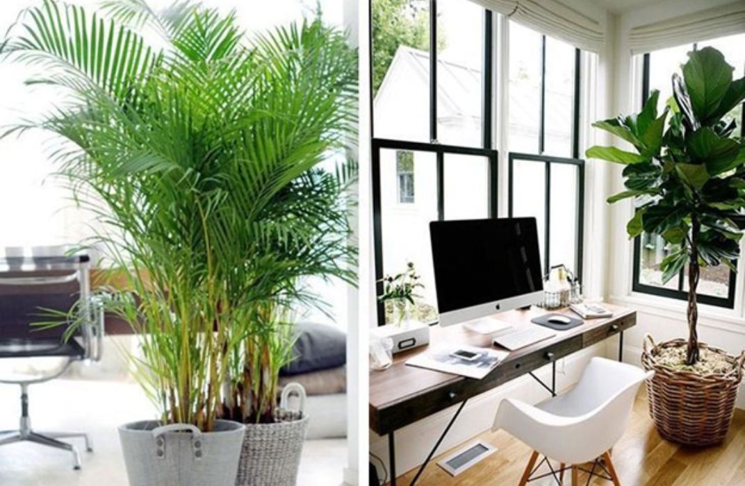 Bí quyết chăm sóc cây cảnh văn phòng cho dân công sở bận rộn