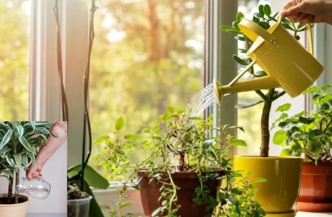 Cây cảnh văn phòng bị héo: Nguyên nhân và cách khắc phục