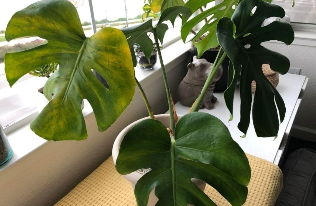 Cây cảnh văn phòng bị héo: Nguyên nhân và cách khắc phục