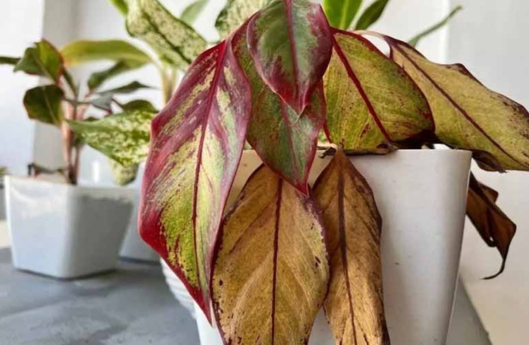 Cây cảnh văn phòng bị héo: Nguyên nhân và cách khắc phục