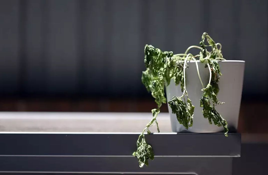 Cây cảnh văn phòng bị héo: Nguyên nhân và cách khắc phục