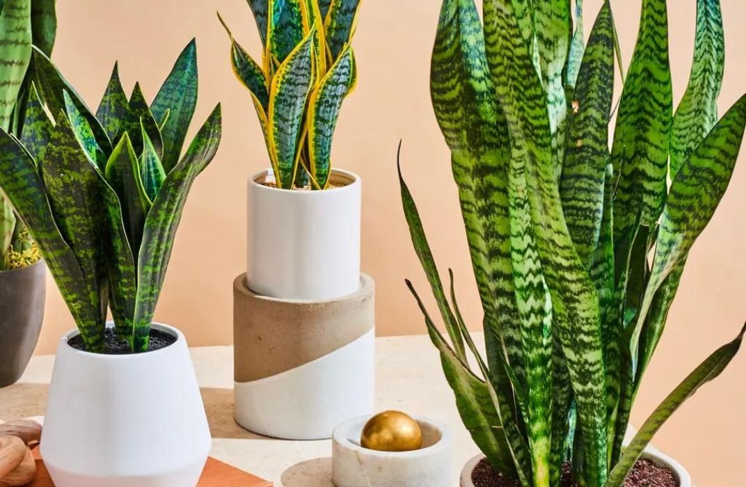 Cây cảnh văn phòng bị héo: Nguyên nhân và cách khắc phục