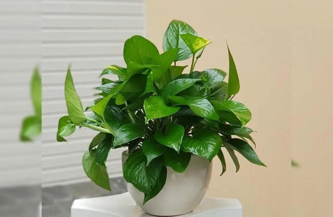 Cây cảnh văn phòng bị héo: Nguyên nhân và cách khắc phục