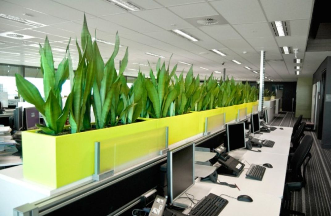 Top 40+ cây xanh văn phòng dễ sống, lọc không khí cực tốt cho môi trường làm việc