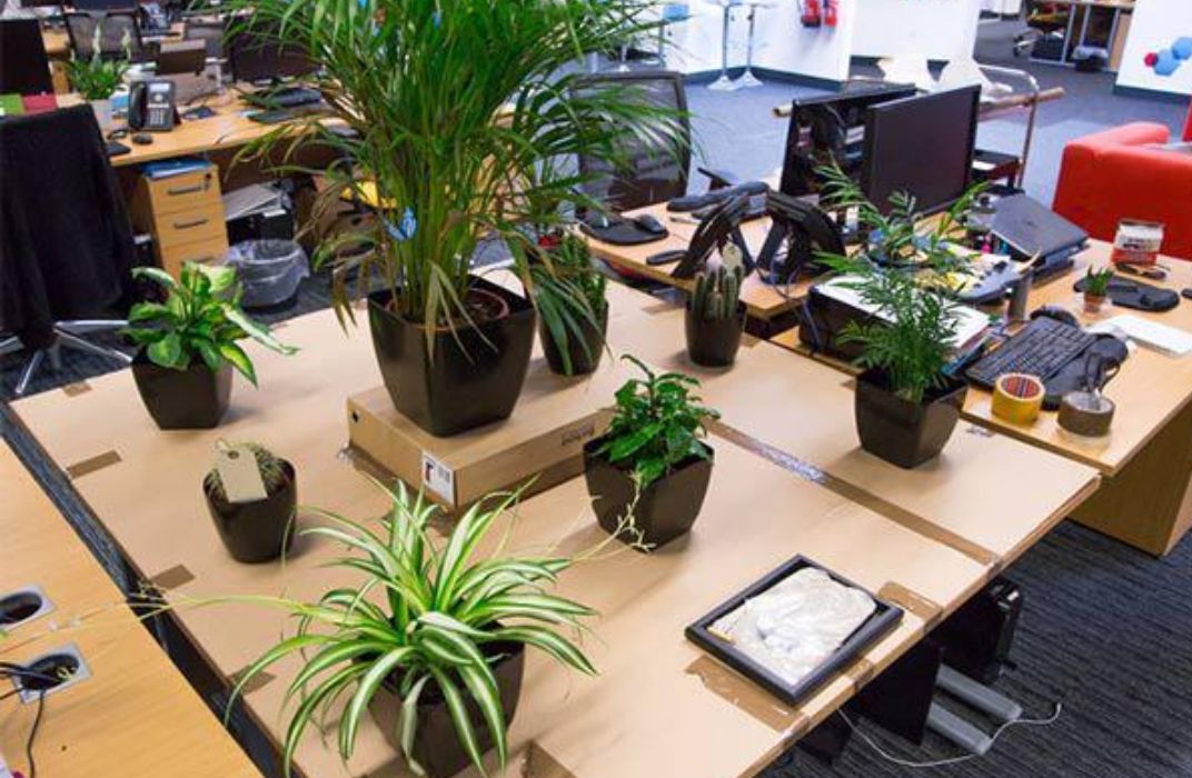 Top 40+ cây xanh văn phòng dễ sống, lọc không khí cực tốt cho môi trường làm việc