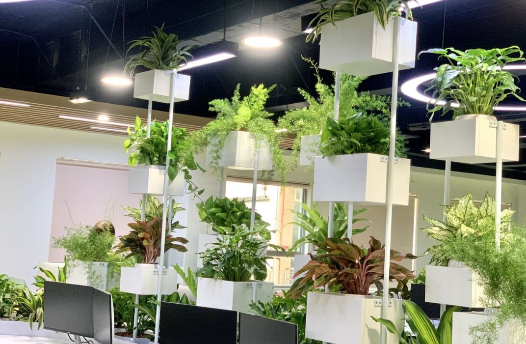 Top 40+ cây xanh văn phòng dễ sống, lọc không khí cực tốt cho môi trường làm việc