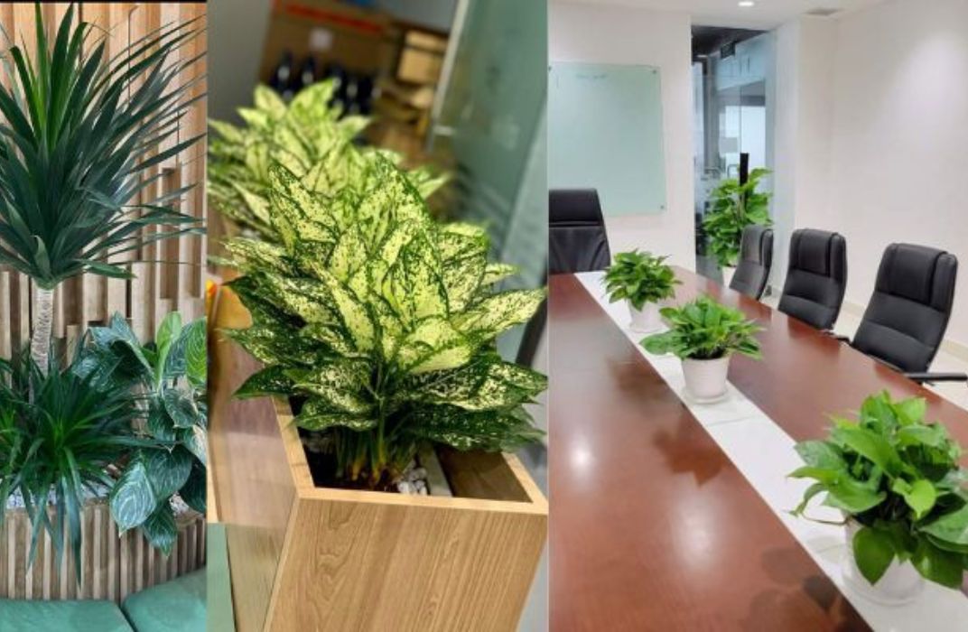 Bí quyết chọn cây xanh văn phòng hợp phong thủy