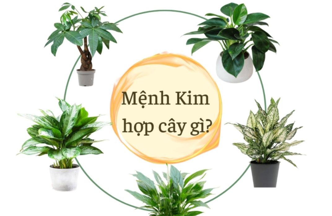 Bí quyết chọn cây xanh văn phòng hợp phong thủy