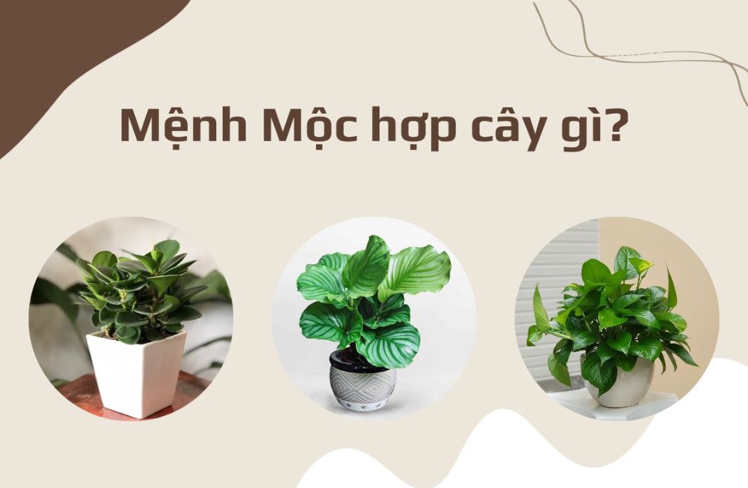 Bí quyết chọn cây xanh văn phòng hợp phong thủy