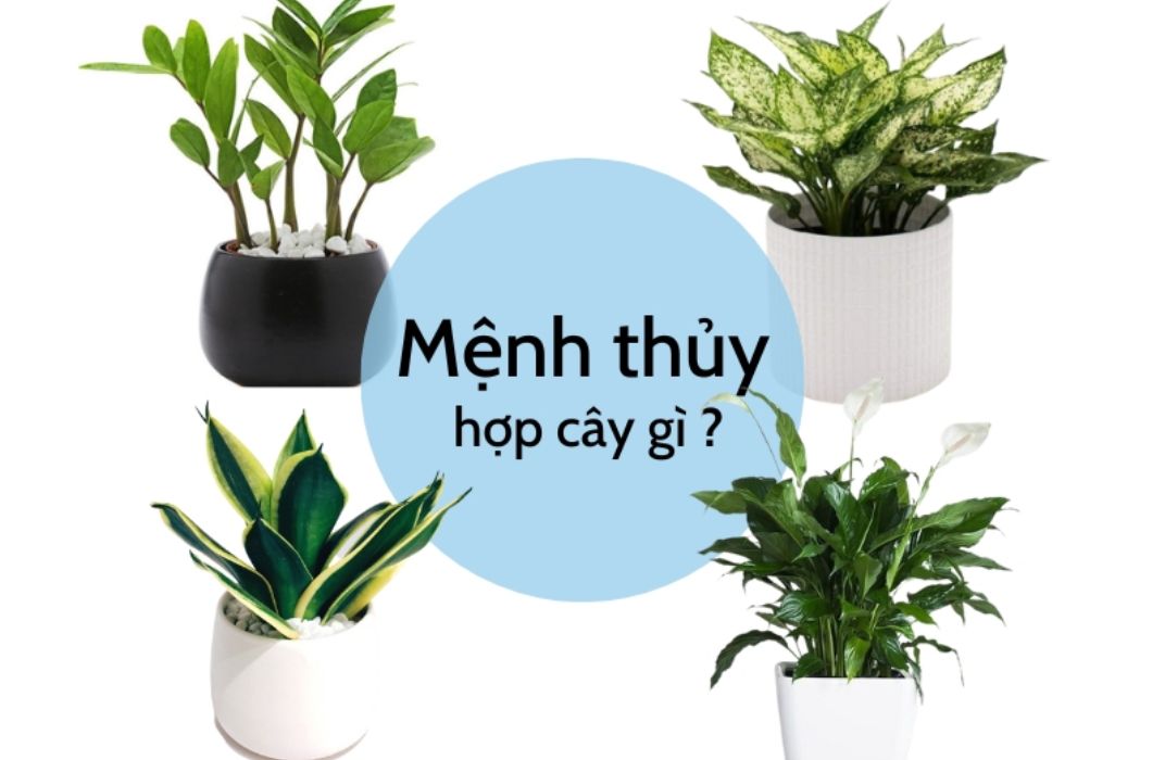 Bí quyết chọn cây xanh văn phòng hợp phong thủy