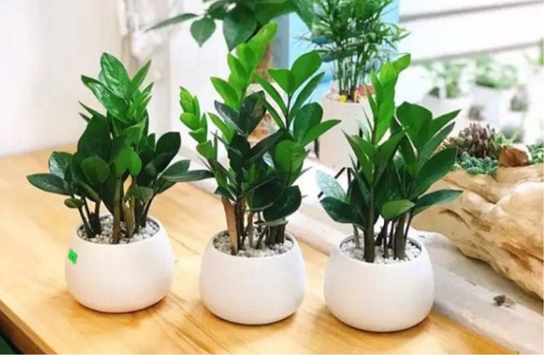 Bí quyết chăm sóc cây cảnh văn phòng cho dân công sở bận rộn