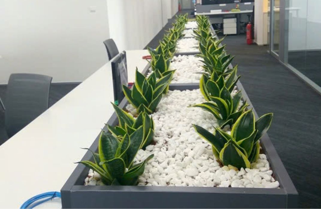 Bí quyết chăm sóc cây cảnh văn phòng cho dân công sở bận rộn