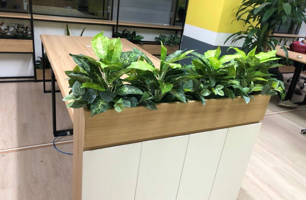 Bí quyết chăm sóc cây cảnh văn phòng cho dân công sở bận rộn