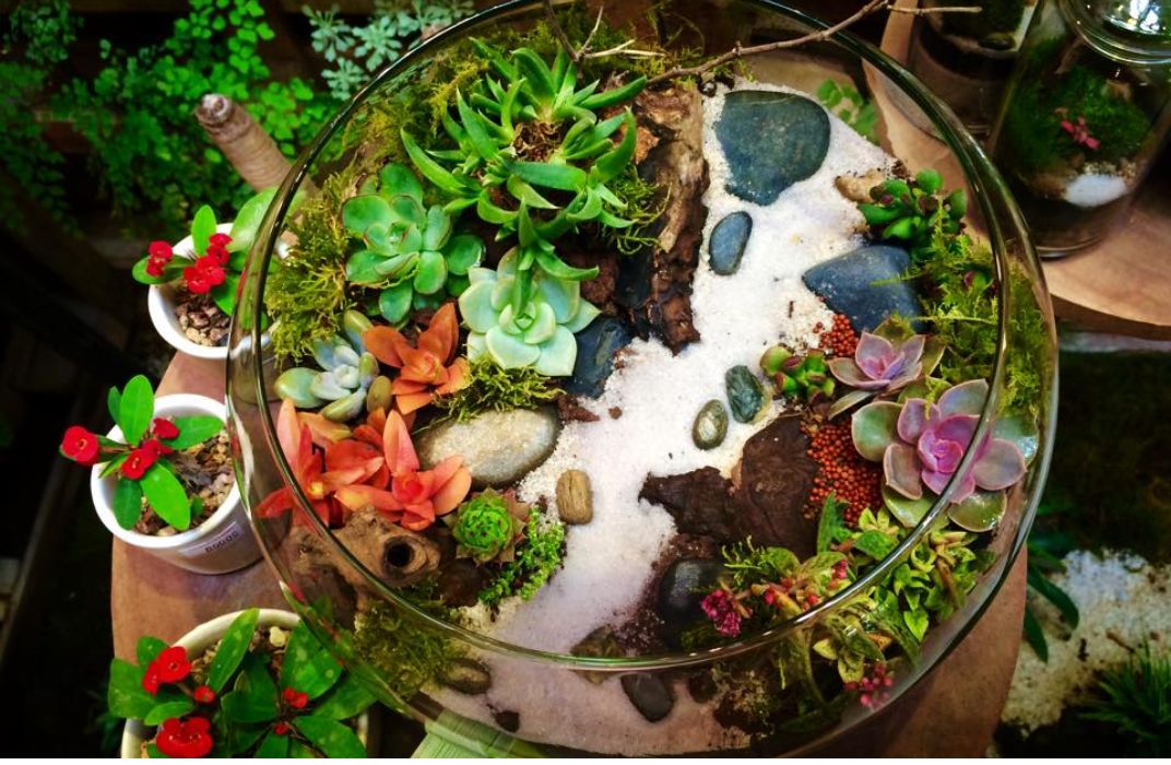 Hướng dẫn chăm sóc tiểu cảnh mini - xanh đẹp quanh năm