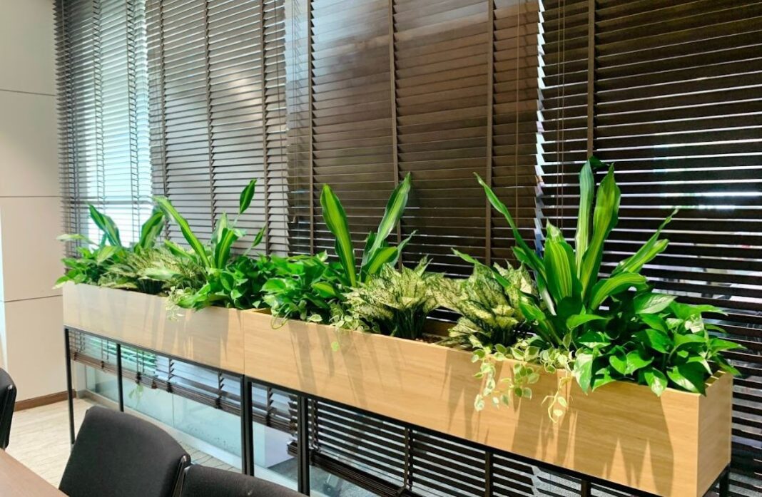 Cách chăm sóc tiểu cảnh văn phòng đơn giản giúp cây luôn tươi tốt, không bị úng héo