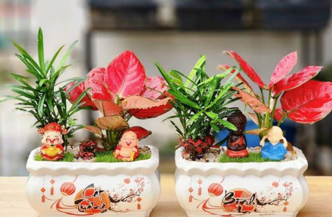 Cách chăm sóc tiểu cảnh văn phòng đơn giản giúp cây luôn tươi tốt, không bị úng héo