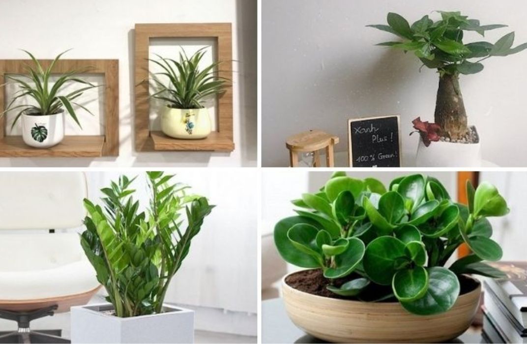 5 mẹo nhỏ - giữ cây xanh tốt nơi văn phòng